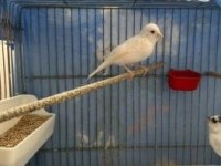 2025 kız dişi beyaz kanarya