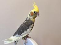 Sultan Papağanlar Sahiplendirilecektir