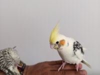 Ele Alışkın Isırma Bilmezler Evcil Çok Güzel Çift Sultan Papağanı