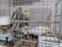 Yeme Düşmüş Yavru Sultan Papağanları