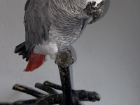 Full Evcil 2.5 Yaşında Oyun Hamuru Gibi Jakomuz