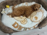4 Aylık Toy Poodle