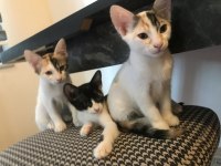 Ömür boyu kedimizi sevebilecek misin?