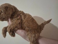 Anne Altından 2 Aylık Poodle Yavrular