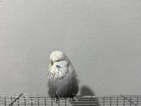 Sağlıklı muhabbet kuşlar