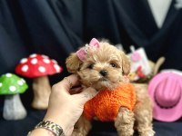 Küçük Boy Minik Maltipoo Bebekler