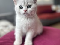 Yavru erkek british shorthair