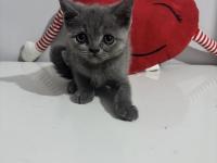 Dişi British Shorthair