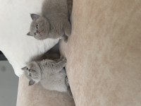 Saf Kan Lilac British Shorthair Bebeklerim