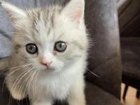 Sahibinden Yavru Chinchilla Yavrusu