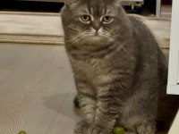 British Shorthair Kedimiz Ceyar