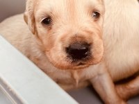 Golden retriever sevgi dolu sadık dostunuz