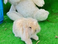 Hollanda teddy lop tavşanı