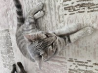 Bu British Shorthair Melezi Olan Güzelliği Kim Sahiplenmek İster?