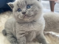 Ayı Surat British Shorthair