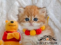 Altın Saçlı Golden British Longhair Ny12