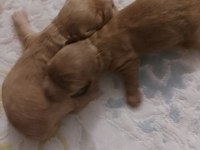 Orijinal poodle yavrular