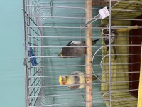 40 Günlük Sultan Papağanı Yavrular