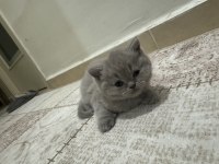 1.5 Aylık Kızımızı Sahiplendiriyoruz British Shorthair