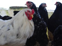 Black Modled Brahma Kuluçkalık Yumurta