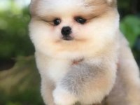 Safkan Irk Ve Sağlık Garantili Pomeranian Boo