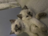 Saf Irk Blue Point Dişi Ve Erkek 50 Günlük Kediler