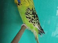 Jumbo muhabbet kuşu