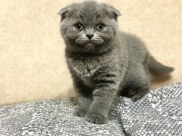 Ayı Surat Top Kafa Bebek Kediler