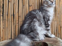 Maine Coon Türk - Mco Cattery