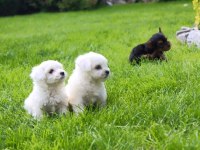 T-cup maltese terrier yavrularımız