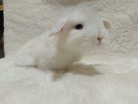 Yavru Hollanda Lop Ve Cüce Tavşanları