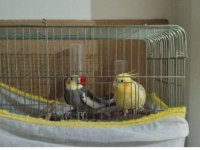 Yetişkin Sultan Papağanı Çifti