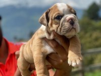 İngiliz Bulldog Yavru Köpekler
