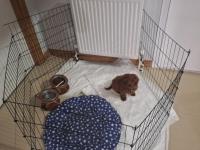 2.5 Aylık İlk Aşıları Yapılmış Küçük Boy Poodle