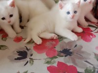 Yavru beyaz british shorthair