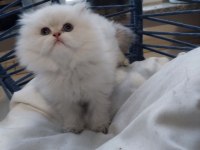 Babasının Oğlu Safkan British Longhair