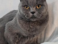 Kedimiz sophie ömürlük yuvasını arıyor