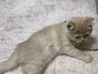 2 Buçuk Aylık Erkek Kedimiz Exotic Shorthair