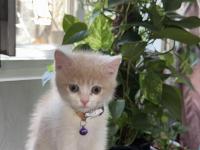 2.5 Aylık Yavru Anne Scottish Baba British