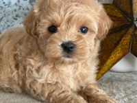 Aşk Bahçesi Maltipoo