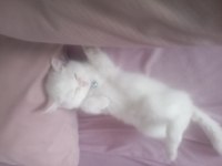 2 Buçuk Aylık Erkek Kedimiz