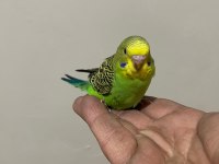 Ele Alışkın 30 Günlük Muhabbet Kuşu