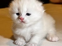 2 aylık ayı surat uzun tüylü scottish fold