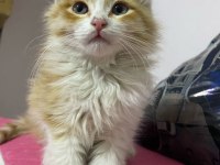4 Aylık Kedim Satılıktır