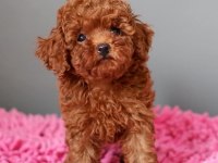 Mükemmel Toy Poodle Yavruları