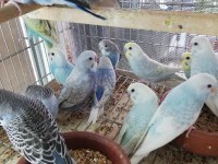 Yavru muhabbet kuşu erkek