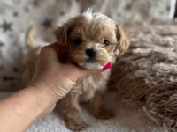 Maltipoo en küçük boy yavrularımız