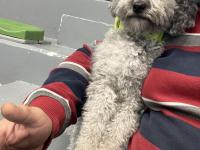 3 Yaşında Dişi Silver Poodle