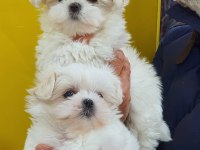 Fci a şecere kore kan maltese yavruları