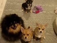 2.5 Aylık Chihuahua Yavruları 2 Erkek Ve 1 Dişi